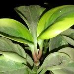 Peperomia magnoliifoliaЛист