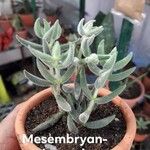 Crassula mesembryanthoides Hostoa