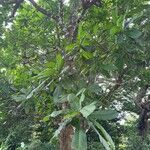 Anacardium excelsum Лист