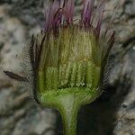 Erigeron neglectus Flower