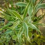 Dracaena braunii Blatt