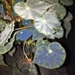 Begonia bowerae ᱥᱟᱠᱟᱢ