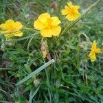 Helianthemum nummularium花