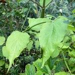 Leycesteria formosa Blatt