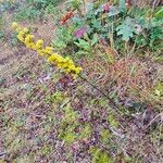 Solidago puberula Habit