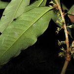 Erythroxylum macrophyllum List