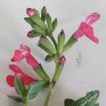 Salvia coccinea Floare