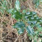 Ilex aquifolium Folha