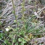 Saxifraga bulbifera Leaf