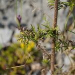 Centaurea deusta Yaprak