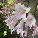 Amaryllis belladonna Floare