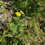 Tanacetum vulgareBlüte