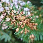 Erica vagans Hedelmä