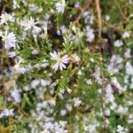 Symphyotrichum ericoidesFlower