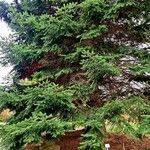 Abies cephalonica ശീലം