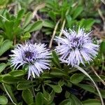 Globularia cordifolia Квітка