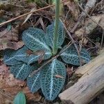 Goodyera pubescens Blatt