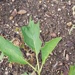 Datura ferox Fuelha