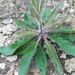 Hieracium lachenalii Blad