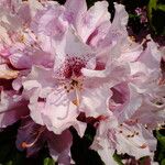 Rhododendron ponticum Цветок