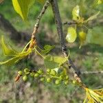 Populus nigraFiore