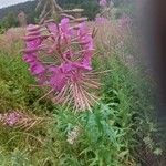 Epilobium angustifoliumVirág