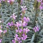 Physostegia virginiana 整株植物