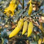 Sophora denudata Flor