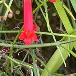 Russelia equisetiformis Flower