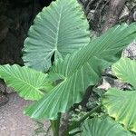 Alocasia macrorrhizos Характер