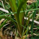 Anthoxanthum odoratum Leaf