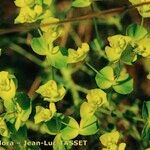 Euphorbia esula Flower