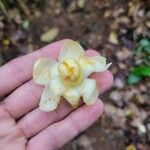 Eschweilera ovata Flower
