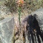 Castilleja tenuiflora Hàbitat