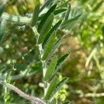 Vicia benghalensis Folha