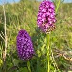 Anacamptis pyramidalisÇiçek