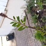Melaleuca citrina Frunză