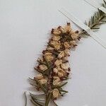 Erica erigena Flor