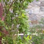 Lippia micromera Лист