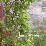 Lippia micromera Fuelha