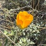 Abutilon palmeri Flor