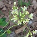 Biscutella intermedia Flower