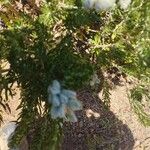 Genista linifolia Квітка
