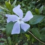 Vinca difformis Flor