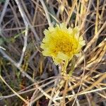 Malacothrix californica Кветка