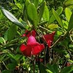 Rhododendron cerasinum 花