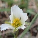 Ranunculus kuepferi Flower