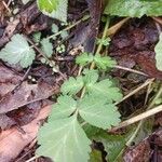 Geum aleppicum Leaf