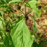 Lantana trifolia Leaf