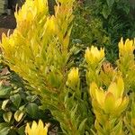 Leucadendron laureolum Foglia